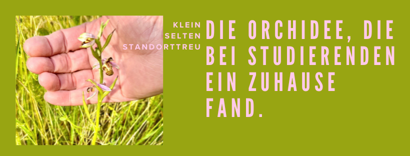 Eine Orchidee (Bienen-Ragwurz), wird in einer offenen Hand inmitten einer Wiese zeigt